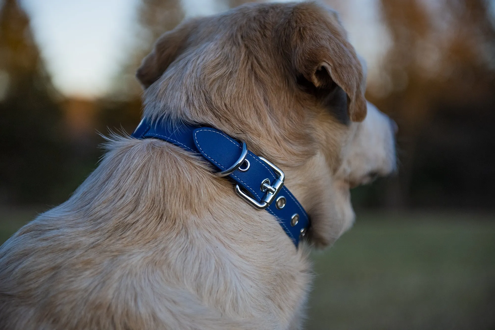 Nine Twenty Eight™ XS/ Small Premium Leather Apple Airtag Dog Collar