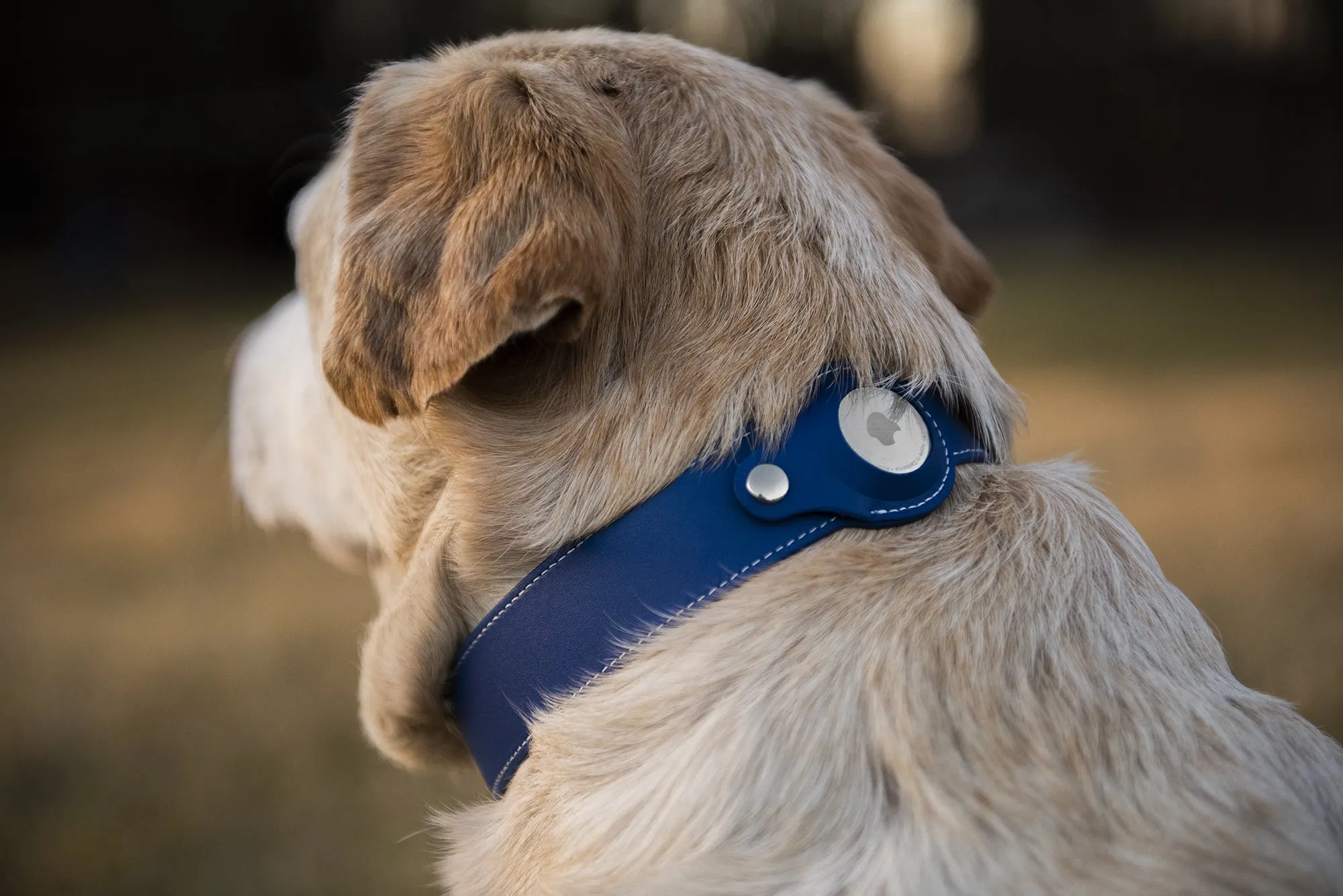 Nine Twenty Eight™ XS/ Small Premium Leather Apple Airtag Dog Collar